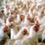 Иловайскую птицефабрику перепрофилируют на производство мяса бройлеров Иловайскую птицефабрику перепрофилируют на производство мяса бройлеров