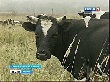 Рязанские фермеры знают, чем привлечь Рязанские фермеры знают, чем привлечь
