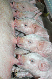 В Группе компаний «Агро-Белогорье» подвели итоги работы свиноводческого дивизиона с начала года. 
