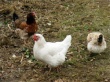 Крестьяне ЕАО сократили поголовье птицы почти вполовину в этом году