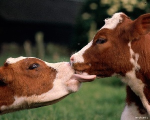  Поголовье мясного скота в сахалинском ГУСП «Комсомолец» увеличится вдвое