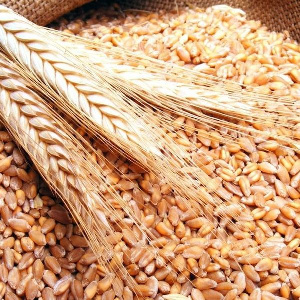 Песков: мир стоит на пороге продовольственного кризиса из-за санкций и действий Украины Песков: мир стоит на пороге продовольственного кризиса из-за санкций и действий Украины