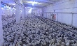 «Череповецкий бройлер» продолжает работу «Череповецкий бройлер» продолжает работу