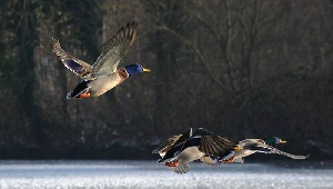 В Якутии в пробах дикой утки впервые выявлен вирус птичьего гриппа