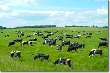 «Мираторг» поможет Калининградской области справиться с мясным спросом