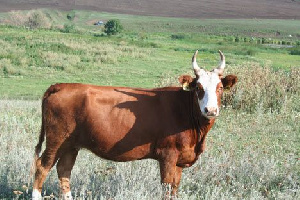 Ставропольский кооператив «Дружба» доставил первую партию скота в Армению