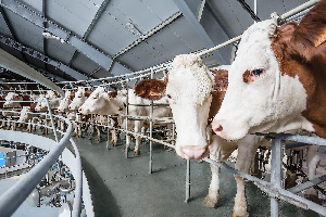 Рязанская область: Под Спасском строят мегаферму на 3600 голов дойного стада 