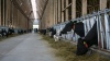 Россельхознадзор предлагает не регистрировать продукты с ГМО