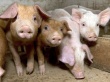 В Латвии уничтожат 40 тысяч свиней