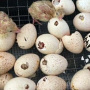 В Башкирию поступила крупная партия инкубационного яйца индейки из Словакии