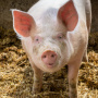 Красноярский Goldman Group расширяет животноводческий комплекс для поставок свинины в КНР