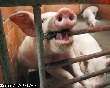 Минсельхоз предлагает фермам отказываться от свиноводства