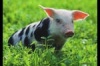 На японском рынке появился новейший детектор свинины
