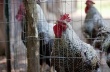 Вспышки птичьего гриппа выявлены на 64 птицефермах Тайваня