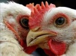 Игорь Швайка: Украинское мясо птицы пользуется спросом на мировом рынке