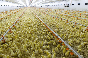 В Атырауской области Казахстана  появится новая птицефабрика 