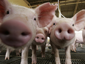 Амурские животноводы откормят 2000 свиней по белорусской системе