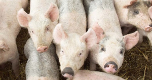 Беларусь ввела запрет на ввоз животноводческой продукции из трех регионов РФ