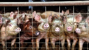 Россия может начать импорт свинины из Индии и Южной Кореи