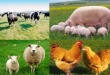Инвестировать в животноводство Украины выгодно
