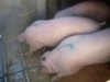 ГК «Агро-Белогорье» приобрела французских свинок