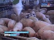 В Яльчикском районе появилась свиноферма с передовыми технологиями