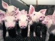 Агрокомплекс «Каневской бекон» увеличит годовой объем производства свинины до 30 тыс. голов