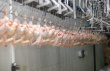 Птицефабрика «ПРОДО Тюменский бройлер» заплатит штраф за антибиотики в продукции