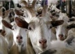 Калининградским свиноводам предлагают разводить коз