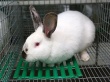 «Оренбургский кролик»: в регионе появится новый бренд