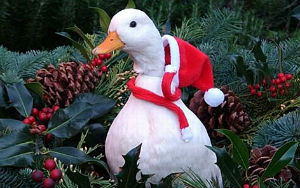 Башкирия: самыми востребованными на предновогодних мясных ярмарках стали куры и гуси