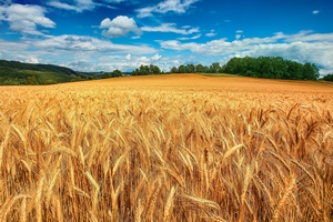 Экспортная пошлина на пшеницу с 1 октября составит 50% минус 6,5 тыс. рублей, но не менее 10 руб. за тонну