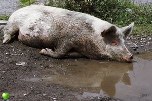В Европе скандал:  из-за одной из партий бактериального протеина погибло 10 тыс. свиней