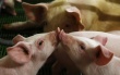 В Польше зарегистрировали тридцатый случай заболевания африканской чумой свиней