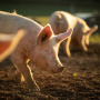 В Германии сокращается поголовье свиней