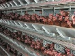 4 из 11 птицефабрик Ленобласти работают в убыток