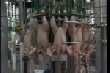 Казахстан: Производственный рывок на бройлерной фабрике