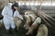  О дальнейшем распространении африканской чумы свиней на территории Калужской области