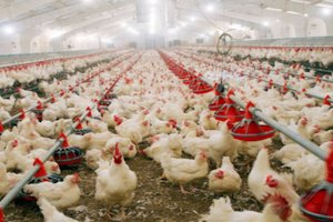 В Казахстане появилась «безотходная» птицефабрика