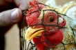 В Калининградской области задержано 27 тонн куриного мяса из Турции