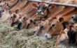 На Кубани появится 7 семейных животноводческих ферм и 13 сельских усадеб