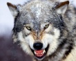В Дагестане в зоне отгонного животноводства участились нападения волков