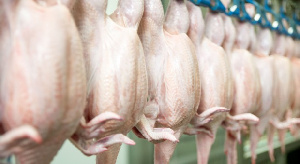 Птицефабрика Ставрополья впервые начнет экспорт продукции в 2019 году