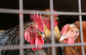 Ростовский губернатор поручил досконально разбираться со случаями вспышки птичьего гриппа  