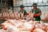Россия готова полностью закрыть потребности Казахстана в импортном мясе птицы