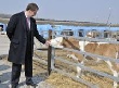 Сектор мясного скотоводства: в Тюмени назначен руководитель новой структуры