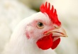 Птичий грипп в Арканзасе может подкосить экспорт курятины из США
