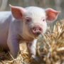 Крупнейший свинокомплекс ЛНР «Агросфера» увеличит производство мяса в шесть раз