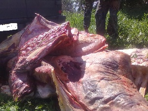 В Крыму возникла проблема с утилизацией тухлого мяса В Крыму возникла проблема с утилизацией тухлого мяса