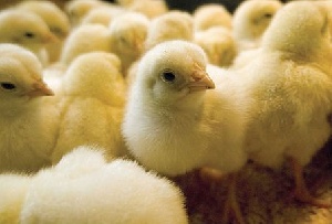 Нужно развивать птицефабрики, чтобы снизить цены на куриное мясо - президент региональной ТПП